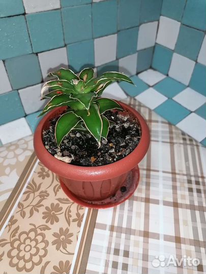 Сансы и хойи