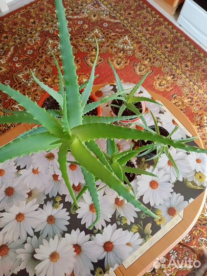 Алоэ столетник