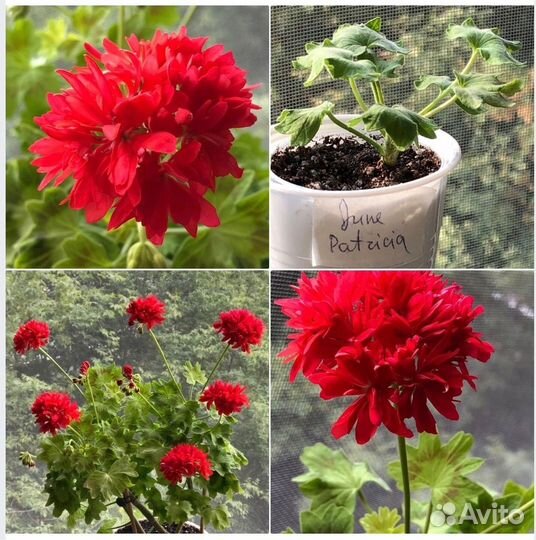 Сортовые пеларгонии