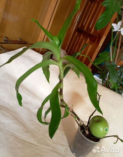 Золотой Ус, комнатный жень-шень