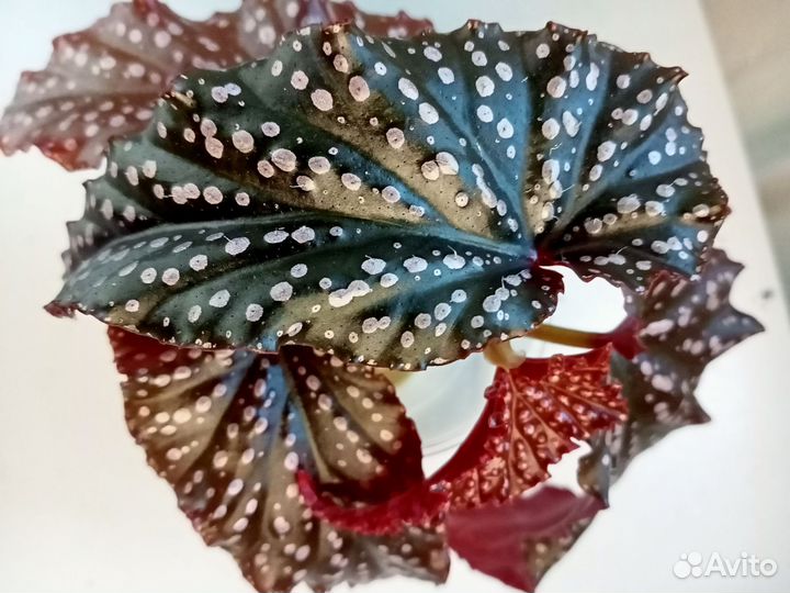 Тростниковые бегонии