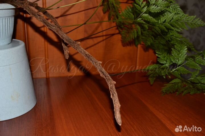 Даваллия sp. fejeensis