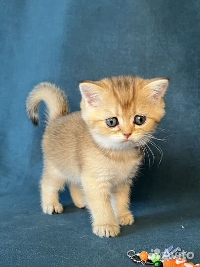 Котёнок девочка золотого окраса