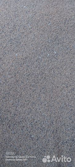 Белая горчица