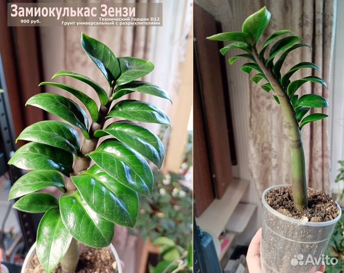 Растения (голлум, зензи, фикус эластика крупный)