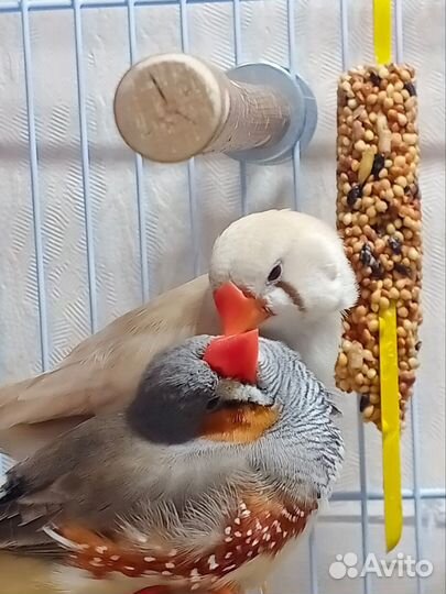 Зебровые амадины