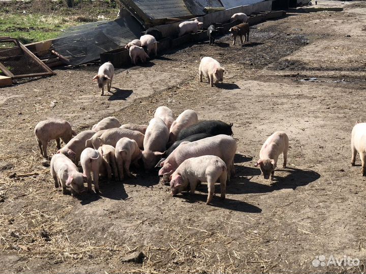 Поросята