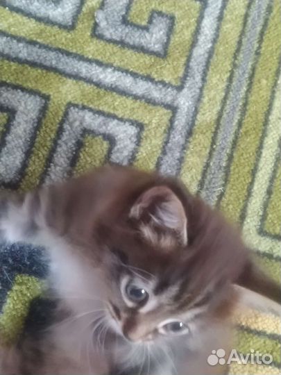 Котенок-мягкий пушистик