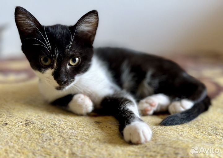 Игривый ласковый котенок ищет дом