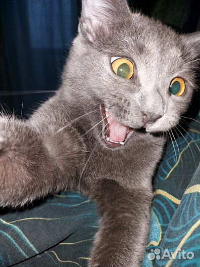 Кот