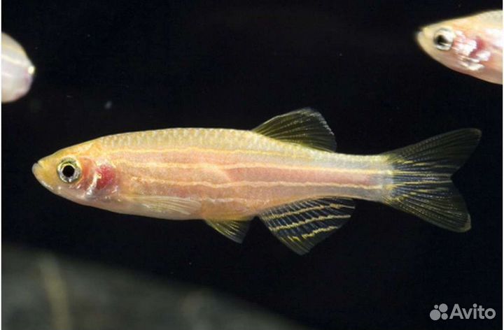 Данио Аквариумные рыбки