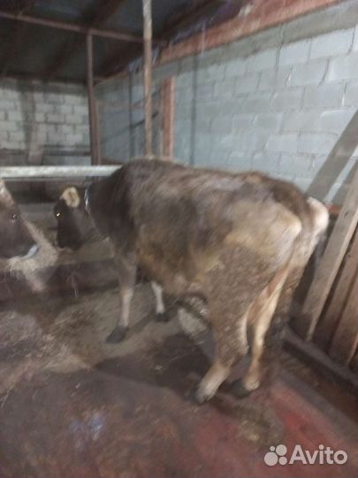 Продам коров и телят
