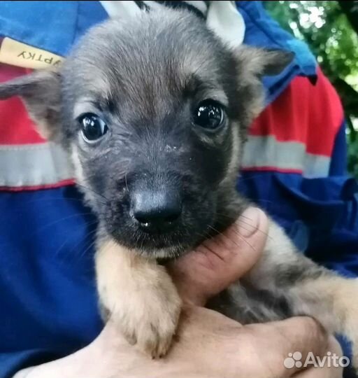 Милашка девочка Мия,7мес, будет не большой