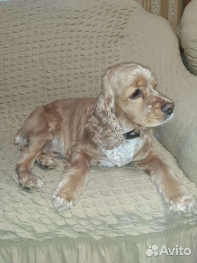Американский кокер спаниель вязка девочка