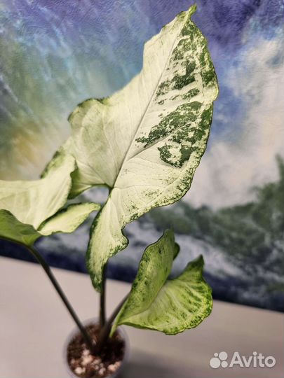 Сингониум SP silver arrowhead, snow queen