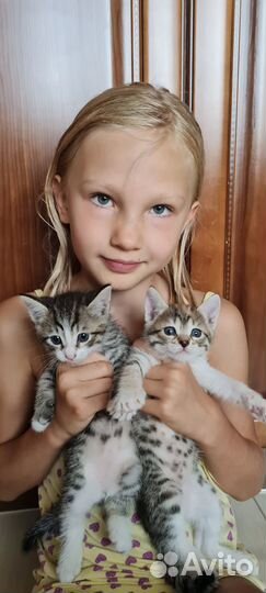 Котятки-ребятки в добрые руки:)