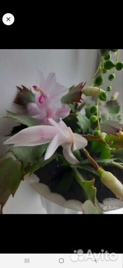 Цветы комнатные разные взрослые