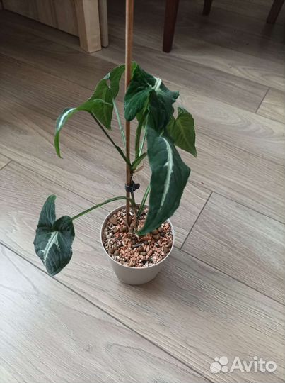 Сингониум вендланда