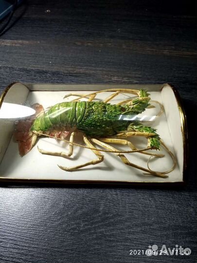 Ракообразный чучело