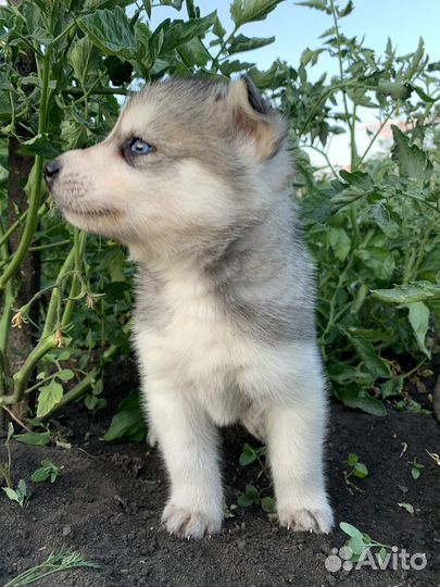 Щенки сибирской хаски