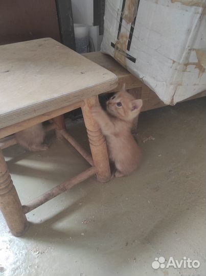 Милые котята