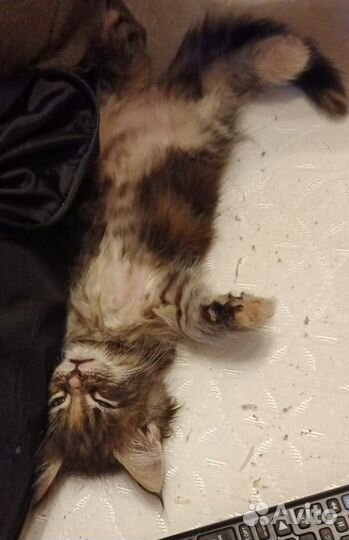 Продаются котята Мейн-Кун