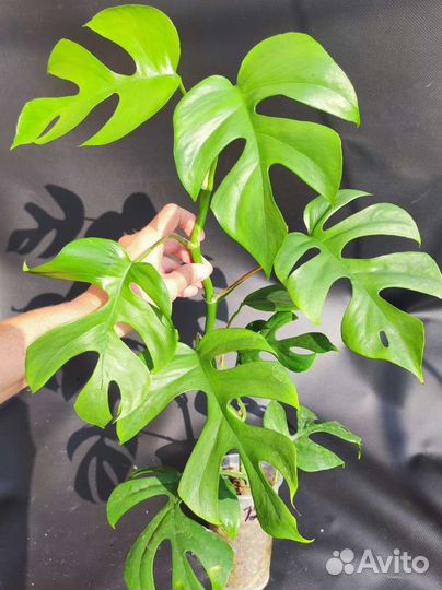 Рафидофора тетрасперма (Монстера Минима)