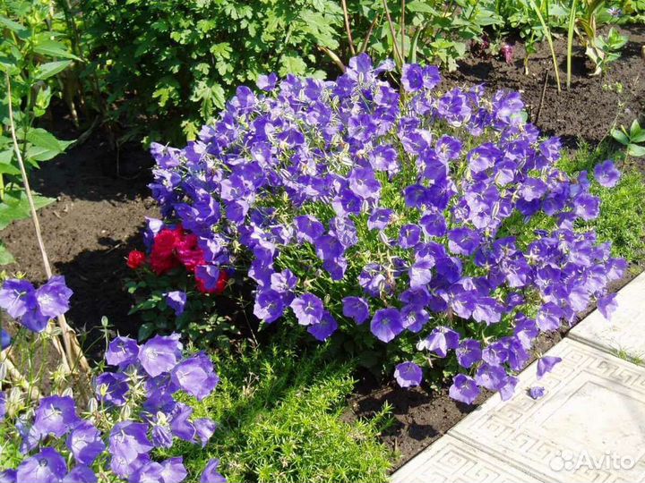 Колокольчик карпатский