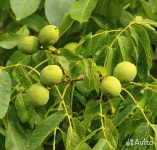 Саженцы орехов в ассортименте