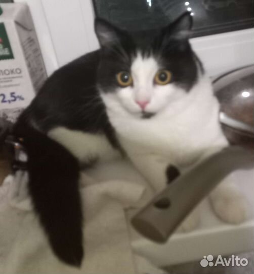 Котенок девочка 7 месяцев