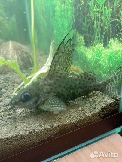 Синодонтис