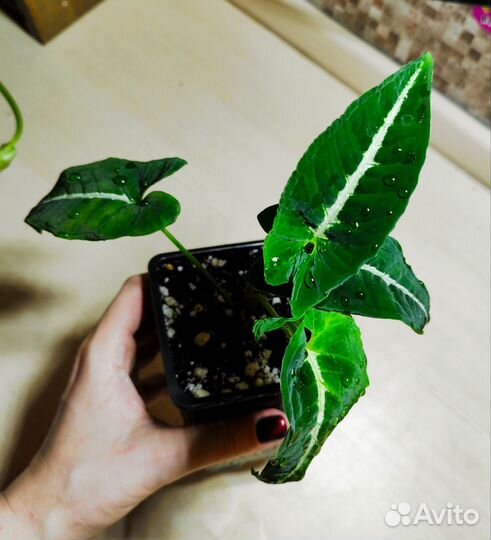 Сингониум Вендланда