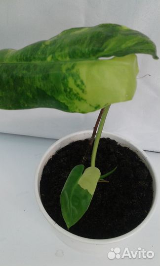 Бурле Макс,Билитау мраморный ф-2