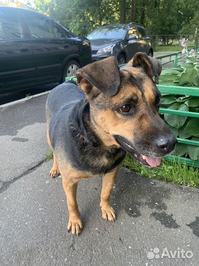 Собака в добрые руки