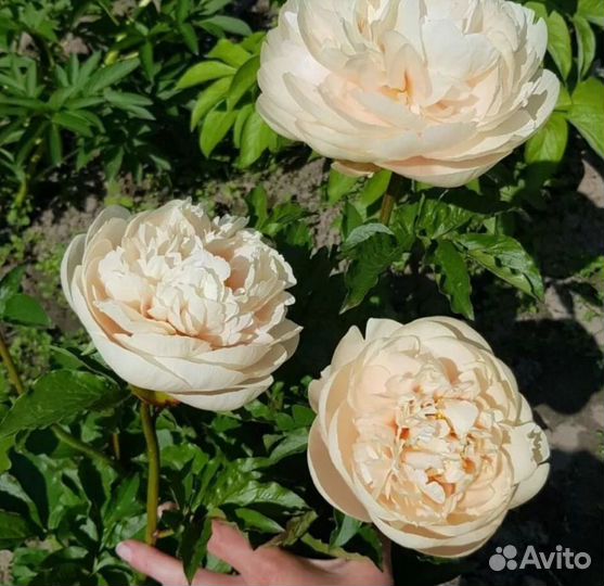 Пастелеганс