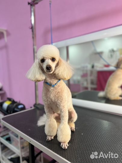 Обучение грумингу