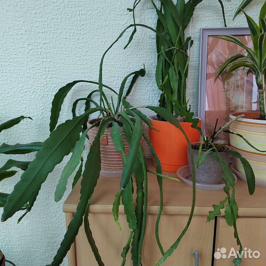 Растения продажа/обмен