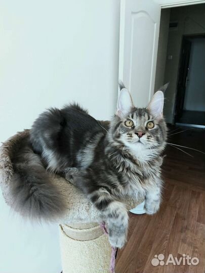 Котята мейн-кун