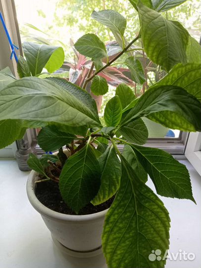 Комнатные цветы антуриум