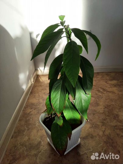 Растение Манго комнатное