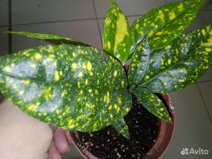 Кофе арав/Аукуба /Лавр /Фикус лиров,каучук/Руэллия