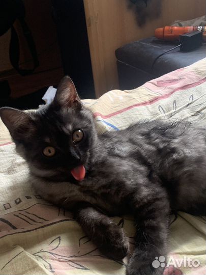Британский котенок