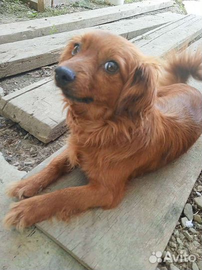 Маленькая собачка в добрые руки