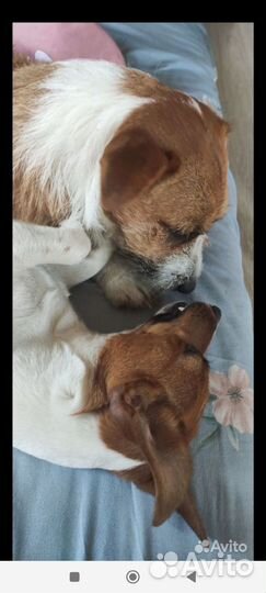 Щенки джек рассел терьер