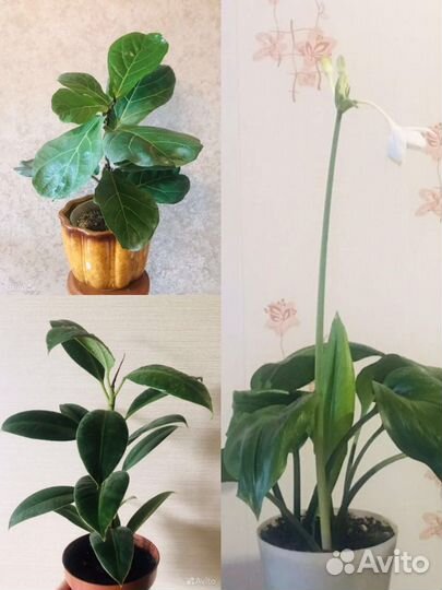 Фикус Мелани. Фикус Лирата