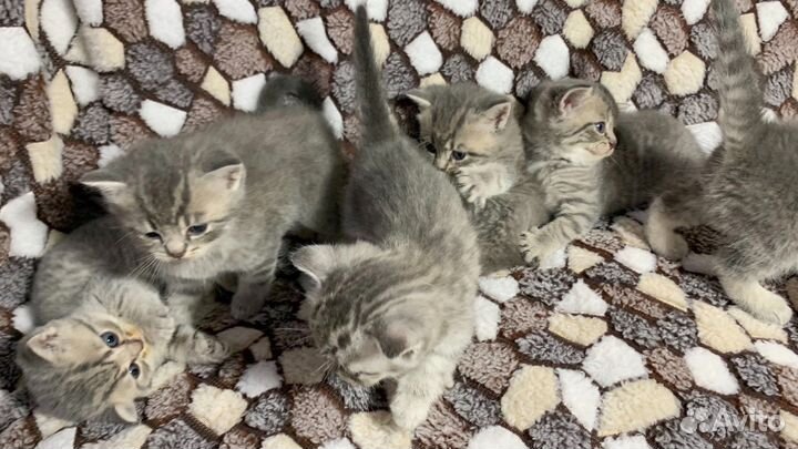 Шотландские котята шиншилла