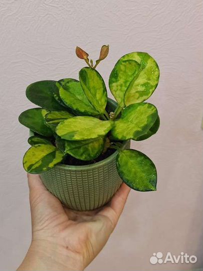 Хойя аустралис лиза