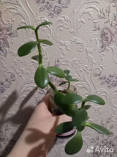 Денежное дерево толстянка