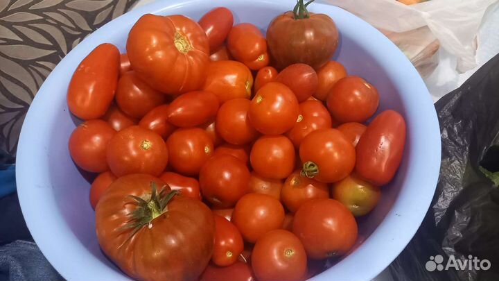 Помидоры