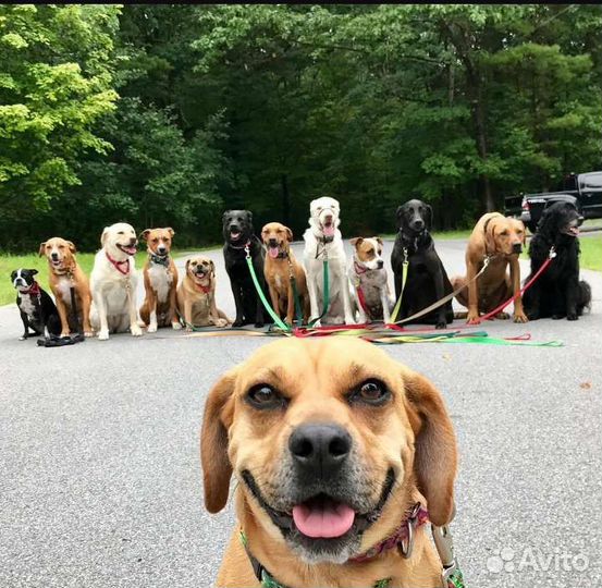 Выгул собак